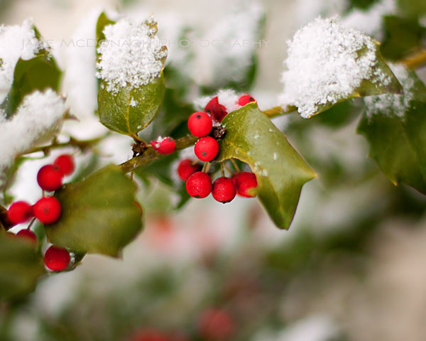 Holly berries in snow